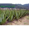 供應(yīng)飄帶草提取物