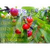L-酒石酸，L-酒石酸應(yīng)用范圍