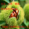 56377-79-8三仙膠，三仙膠價格，三仙膠作用